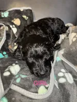 Baby Girl F1B, a female Goldendoodle for sale in Louisville, KY – 2 of 2
