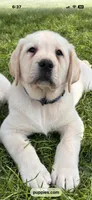MOOSE, a male Labrador Retriever for sale in Elroy, WI – 8 of 10