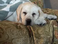 MOOSE, a male Labrador Retriever for sale in Elroy, WI – 3 of 10