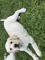 MOOSE, a male Labrador Retriever for sale in Elroy, WI – 7 of 10