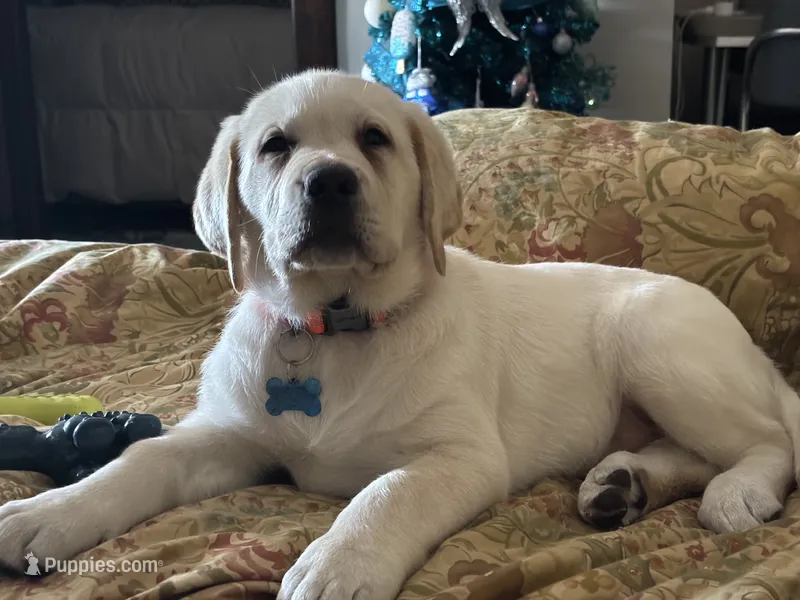 MOOSE – Labrador Retriever puppy for sale in Elroy, WI