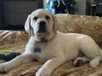 MOOSE, a male Labrador Retriever for sale in Elroy, WI – 1 of 10