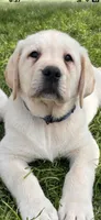 MOOSE, a male Labrador Retriever for sale in Elroy, WI – 9 of 10