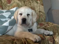 MOOSE, a male Labrador Retriever for sale in Elroy, WI – 2 of 10