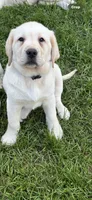 MOOSE, a male Labrador Retriever for sale in Elroy, WI – 10 of 10