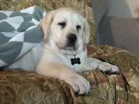 MOOSE, a male Labrador Retriever for sale in Elroy, WI – 4 of 10