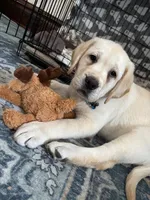 MOOSE, a male Labrador Retriever for sale in Elroy, WI – 6 of 10