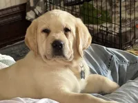 MOOSE, a male Labrador Retriever for sale in Elroy, WI – 5 of 10