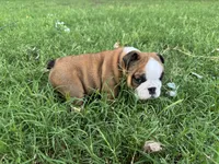 Meatlug, a female English Bulldog for sale in Oklahoma City, OK – 2 of 4