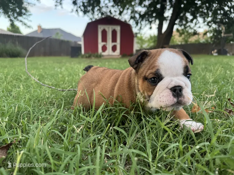 Meatlug – English Bulldog puppy for sale in Oklahoma City, OK