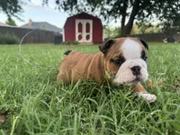 Meatlug, a female English Bulldog for sale in Oklahoma City, OK – 1 of 4