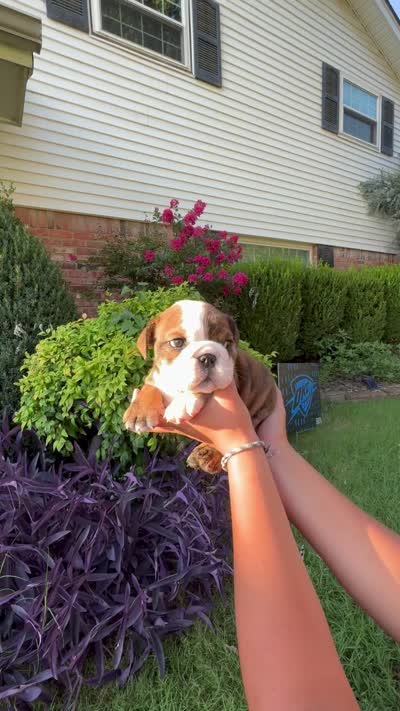 Penni , a female English Bulldog for sale in Oklahoma City, OK – 5 of 5