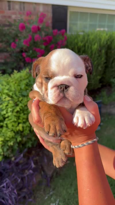 Poppi , a female English Bulldog for sale in Oklahoma City, OK – 4 of 4