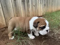 Dotti Delphina, a female English Bulldog for sale in Oklahoma City, OK – 2 of 4