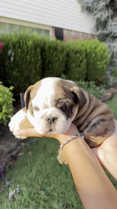 Capn' Jack, a male English Bulldog for sale in Oklahoma City, OK – 3 of 3