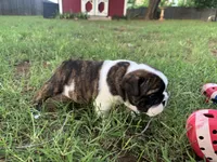 Peter Pants Pockets, a male English Bulldog for sale in Oklahoma City, OK – 2 of 3