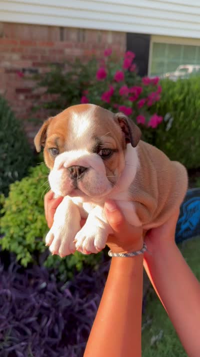 Dotti Delphina, a female English Bulldog for sale in Oklahoma City, OK – 4 of 4