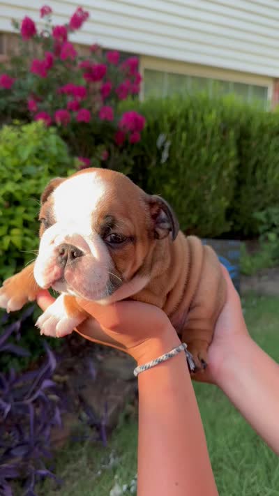 Meatlug, a female English Bulldog for sale in Oklahoma City, OK – 4 of 4