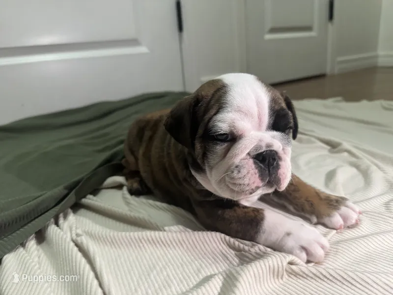 Capn' Jack – English Bulldog puppy for sale in Oklahoma City, OK