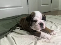 Capn' Jack, a male English Bulldog for sale in Oklahoma City, OK – 1 of 3