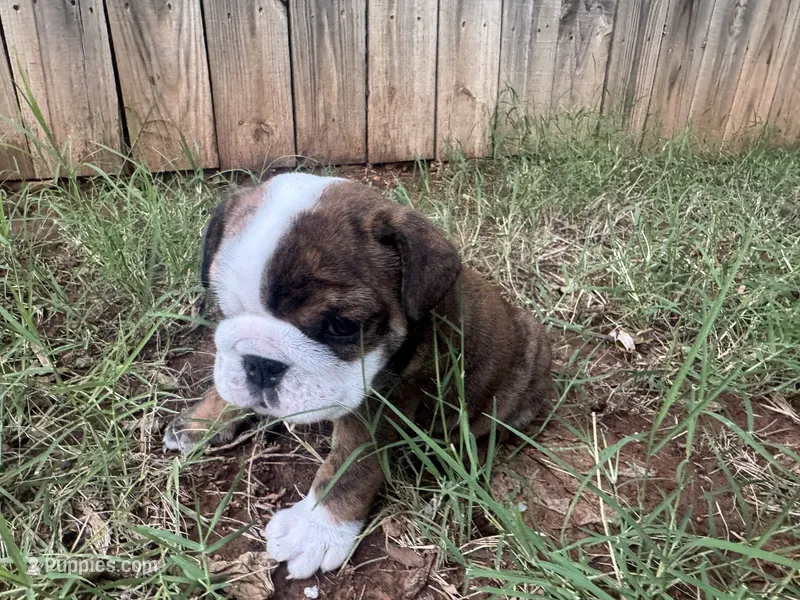 Penni  – English Bulldog puppy for sale in Oklahoma City, OK