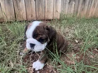 Penni , a female English Bulldog for sale in Oklahoma City, OK – 1 of 5