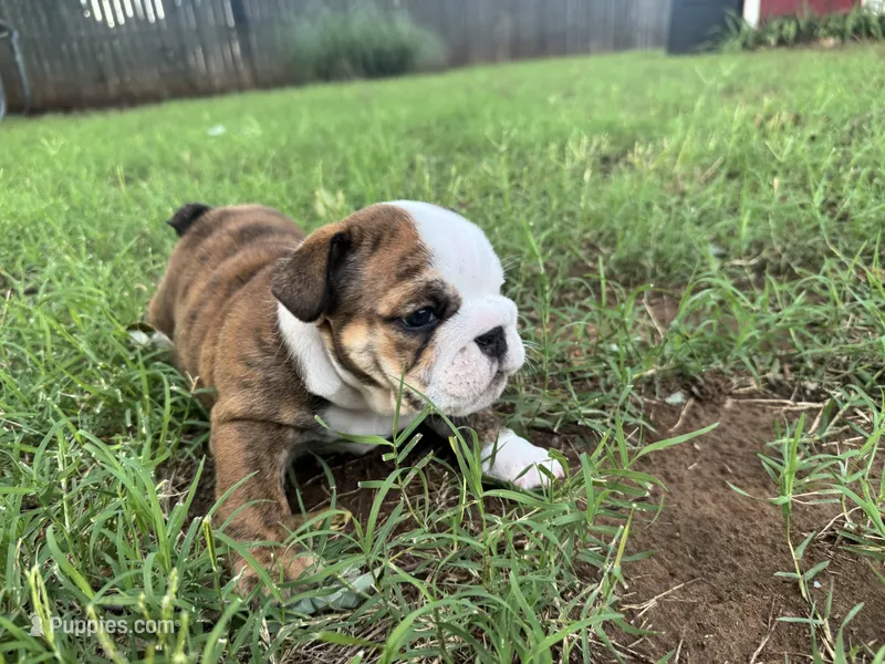 Poppi  – English Bulldog puppy for sale in Oklahoma City, OK