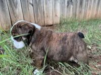 Penni , a female English Bulldog for sale in Oklahoma City, OK – 4 of 5