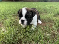 Peter Pants Pockets, a male English Bulldog for sale in Oklahoma City, OK – 1 of 3
