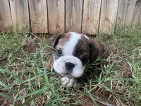 Penni , a female English Bulldog for sale in Oklahoma City, OK – 3 of 5