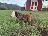 Poppi , a female English Bulldog for sale in Oklahoma City, OK – 2 of 4