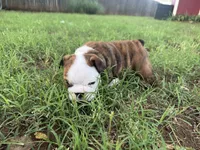 Poppi , a female English Bulldog for sale in Oklahoma City, OK – 3 of 4