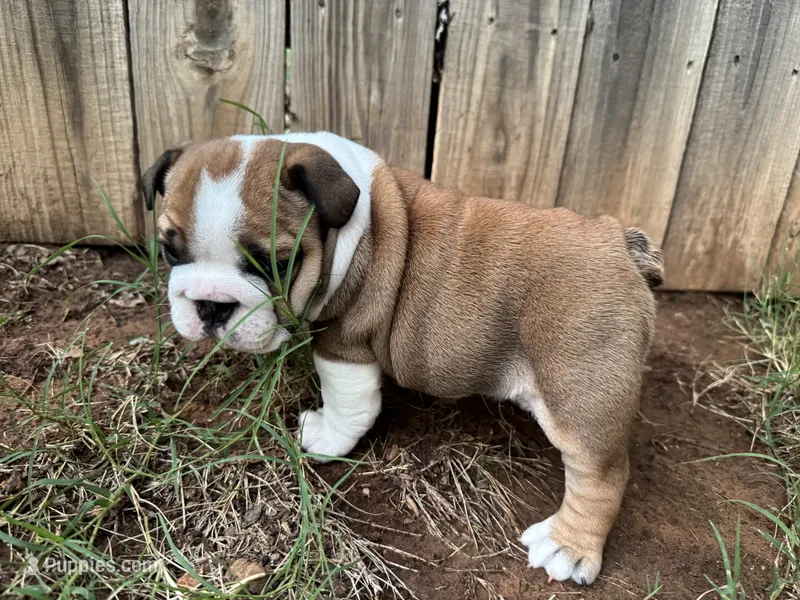 Dotti Delphina – English Bulldog puppy for sale in Oklahoma City, OK