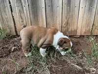 Dotti Delphina, a female English Bulldog for sale in Oklahoma City, OK – 3 of 4