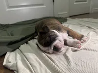 Capn' Jack, a male English Bulldog for sale in Oklahoma City, OK – 2 of 3