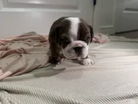 Penni , a female English Bulldog for sale in Oklahoma City, OK – 2 of 5