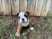 Meatlug, a female English Bulldog for sale in Oklahoma City, OK – 3 of 4