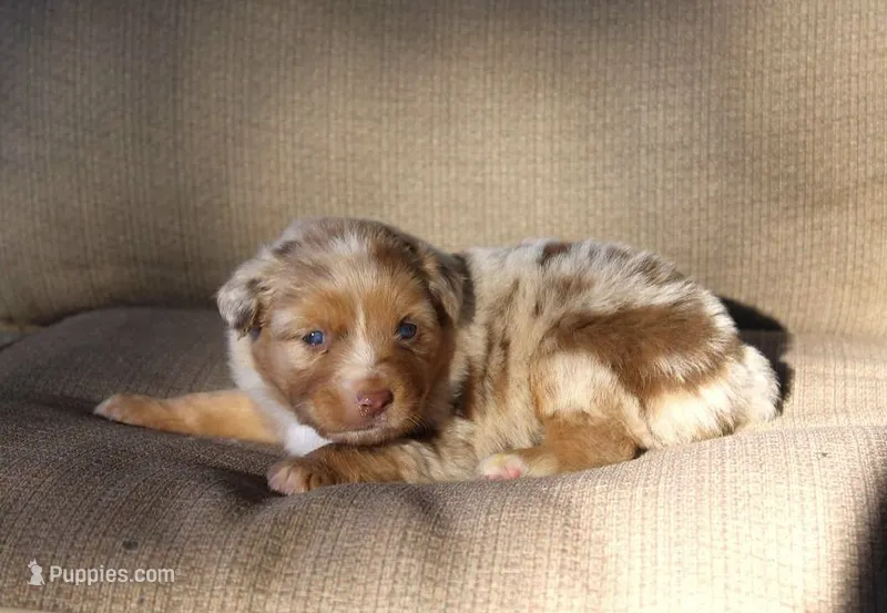 Amarillo  – Australian Shepherd puppy for sale in Acton, CA