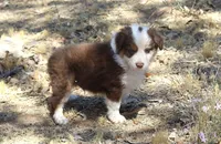 Gunner, a male Australian Shepherd for sale in Acton, CA – 2 of 5