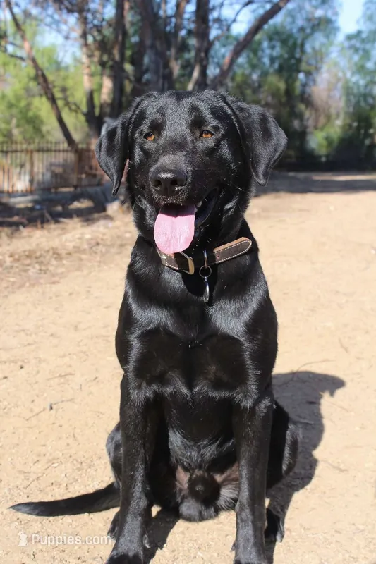 Cash – Labrador Retriever puppy for sale in Acton, CA