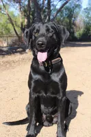 Cash, a male Labrador Retriever for sale in Acton, CA – 1 of 1