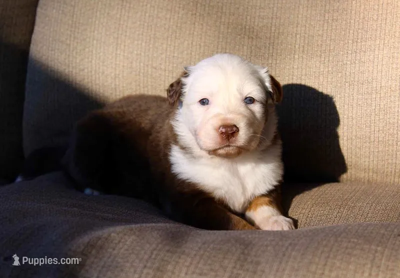 Breezy – Australian Shepherd puppy for sale in Acton, CA