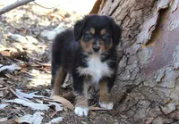 Indiana , a male Australian Shepherd for sale in Acton, CA – 2 of 3