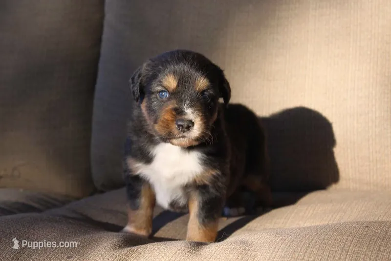Indiana  – Australian Shepherd puppy for sale in Acton, CA