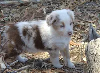 Chesney, a female Australian Shepherd for sale in Acton, CA – 4 of 4