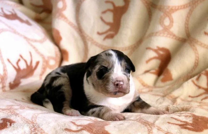 Dolly – Australian Shepherd puppy for sale in Acton, CA