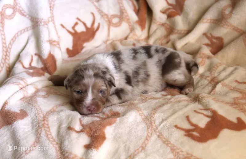 Amarillo  – Australian Shepherd puppy for sale in Acton, CA