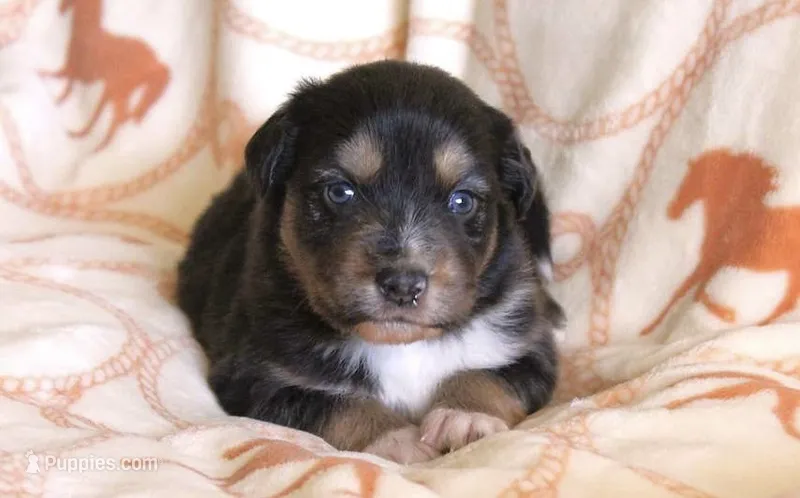 Indiana  – Australian Shepherd puppy for sale in Acton, CA