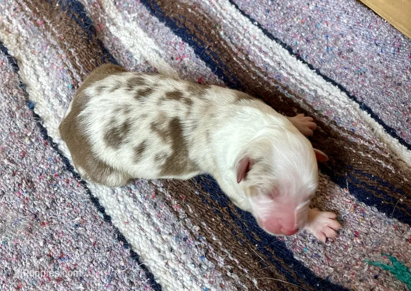 Chesney – Australian Shepherd puppy for sale in Acton, CA