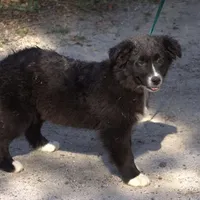 Stormie, a female Australian Shepherd for sale in Acton, CA – Photo 2 of 3
